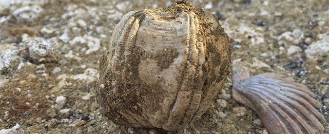 barnacle fossil