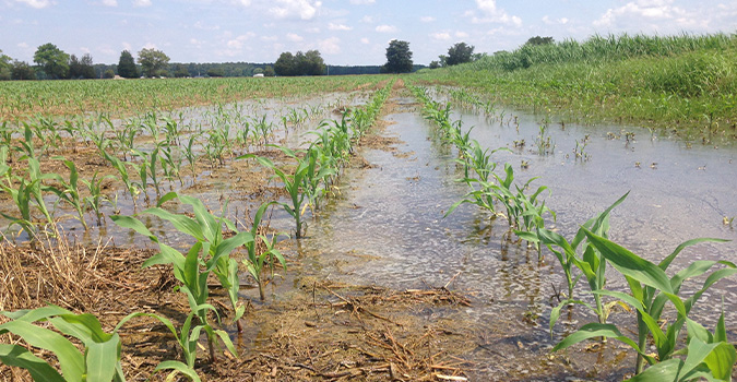 Flooded corn field