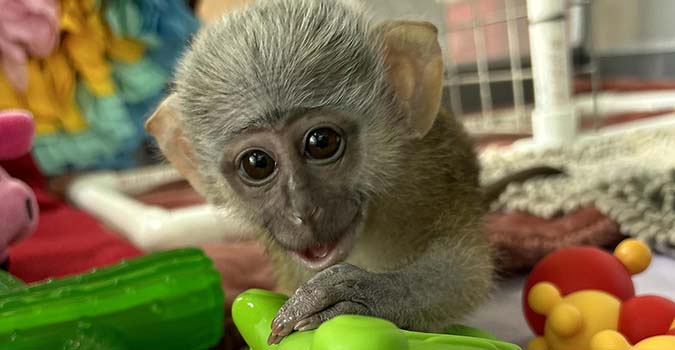 A baby monkey wrestles with a toy on a patchwork floor of cloth blankets.