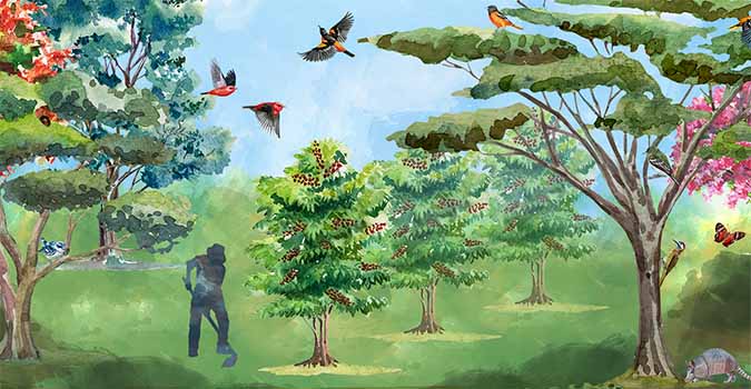 Colorful illustration of birds flying over a wooded coffee field and a farmer working.