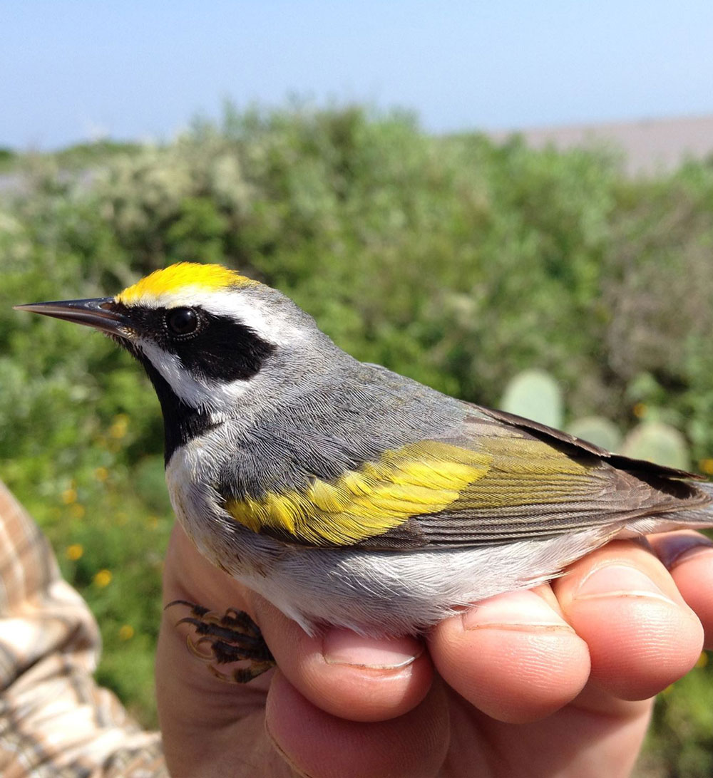 Golden-winged warbler