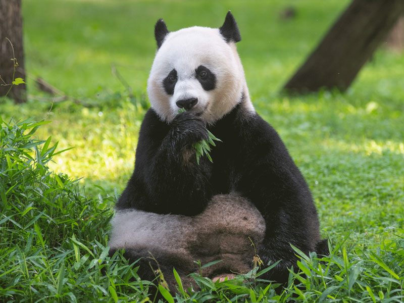 Mei Xiang