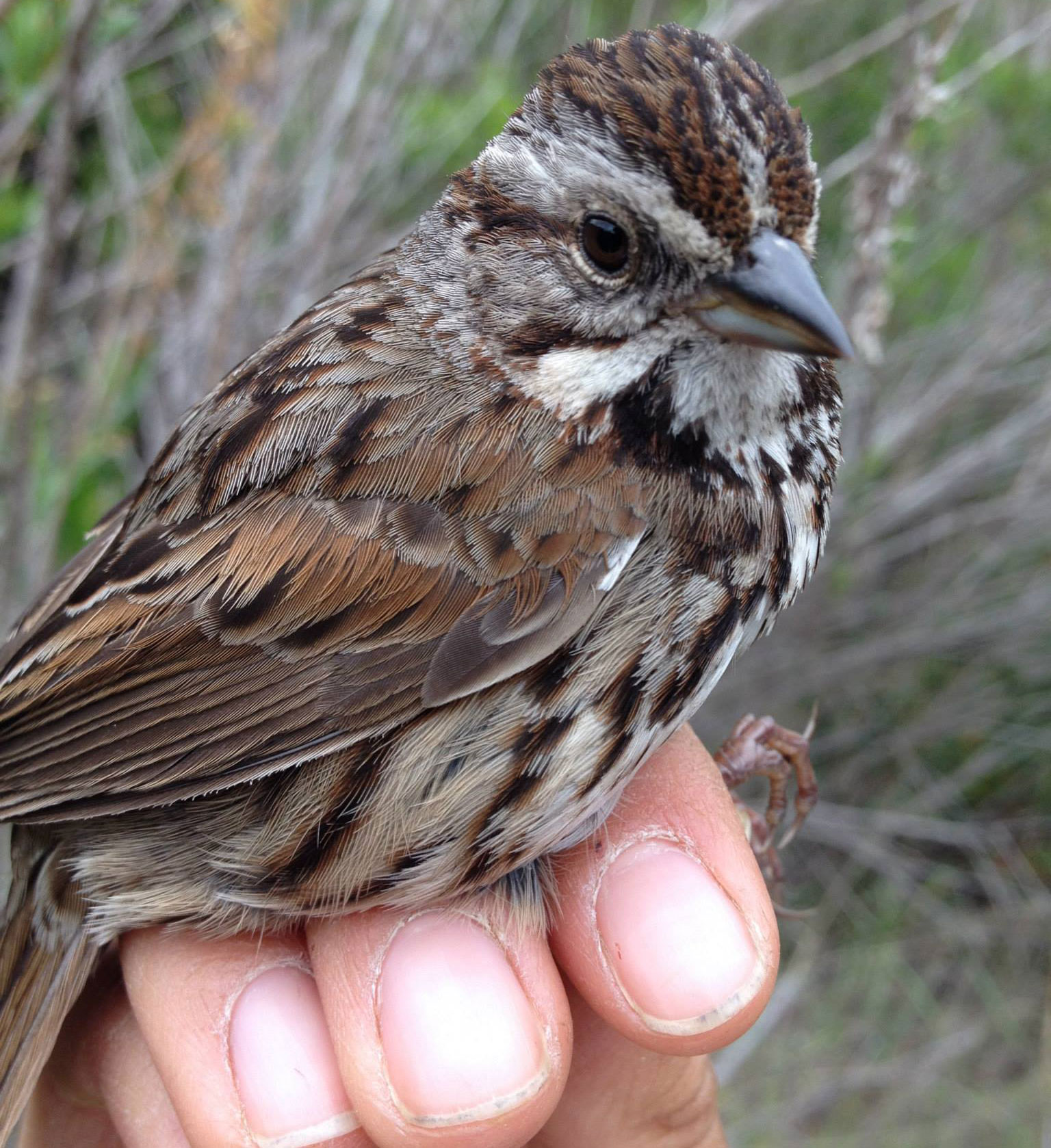 Song sparrow