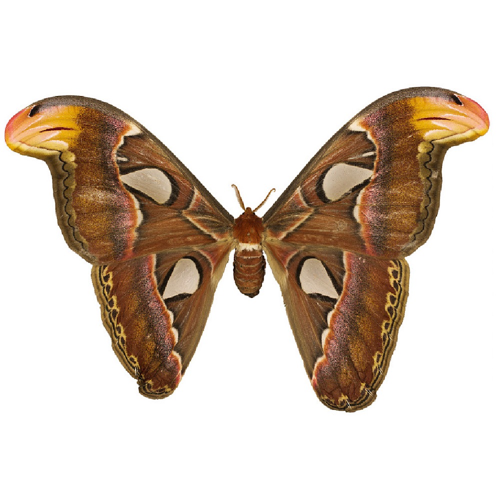 Atlas moth