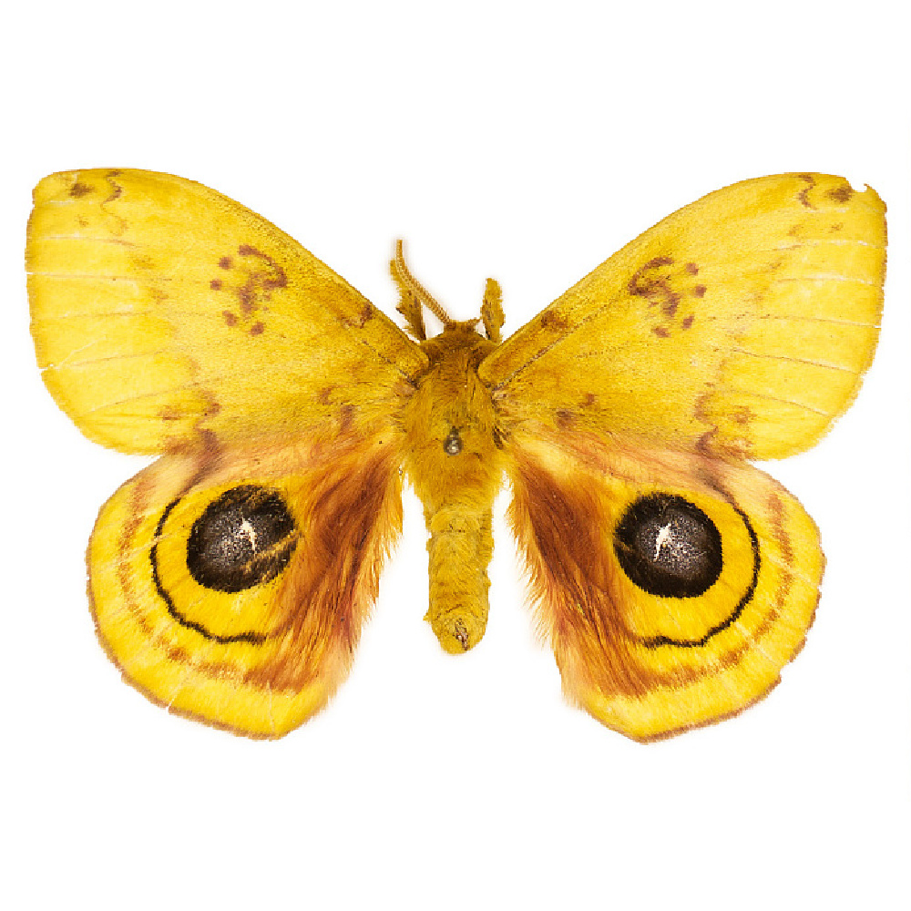 Io moth