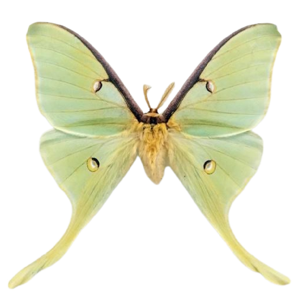 Luna moth