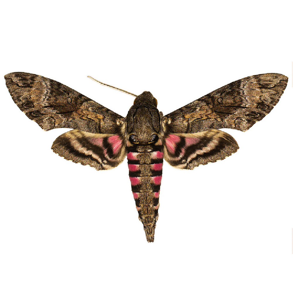 Pink Spotted Hawkmoth