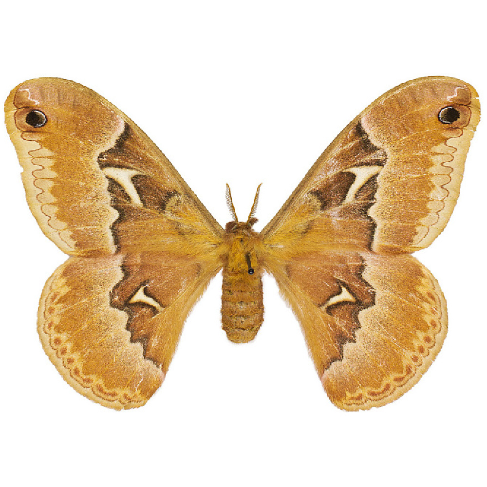 Tulip Tree moth