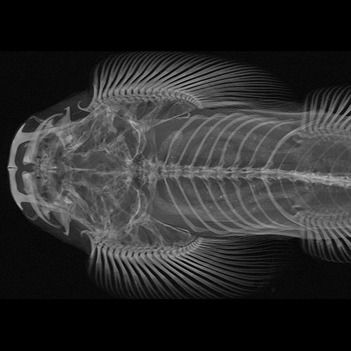 X-ray of Fish