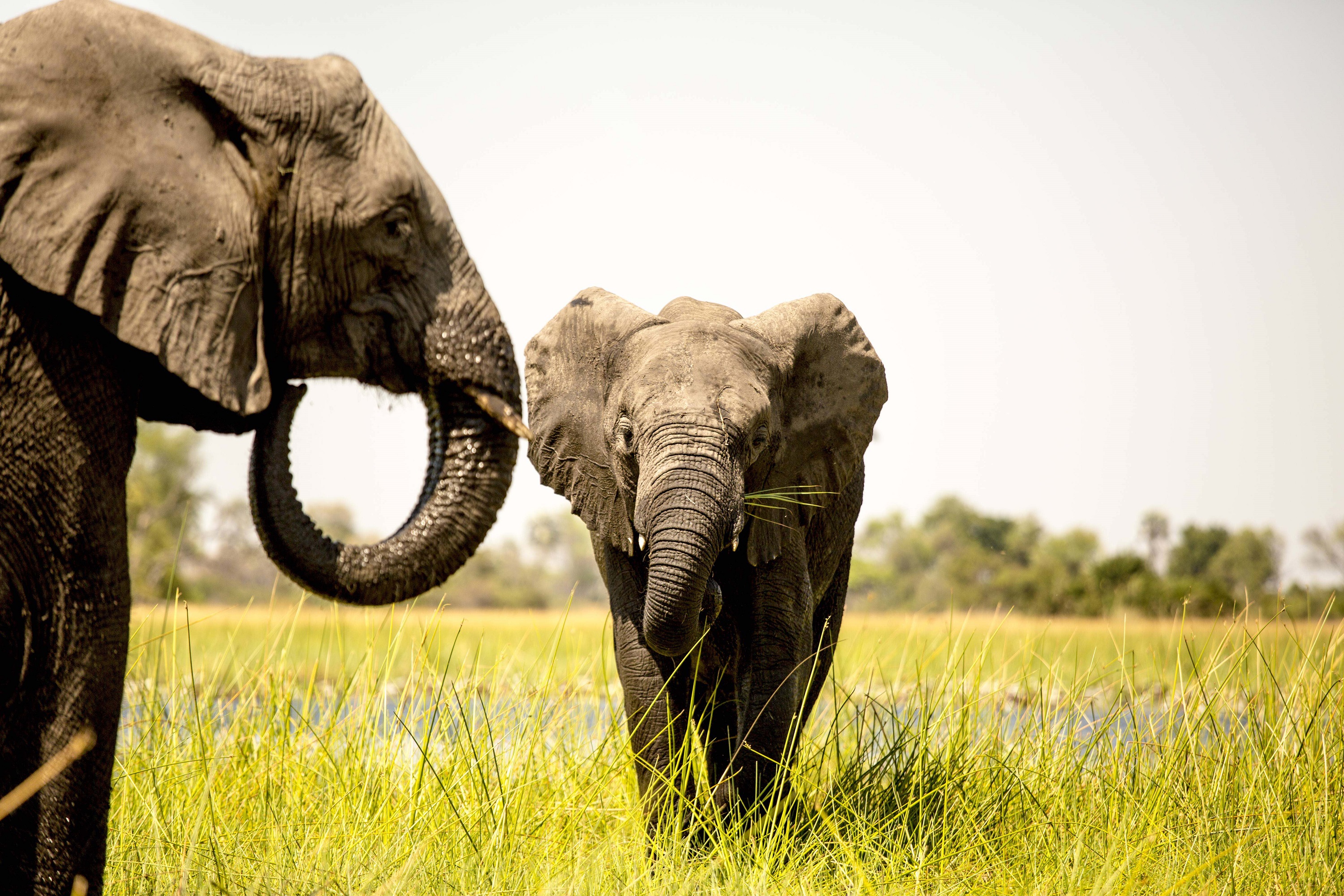 African elephants