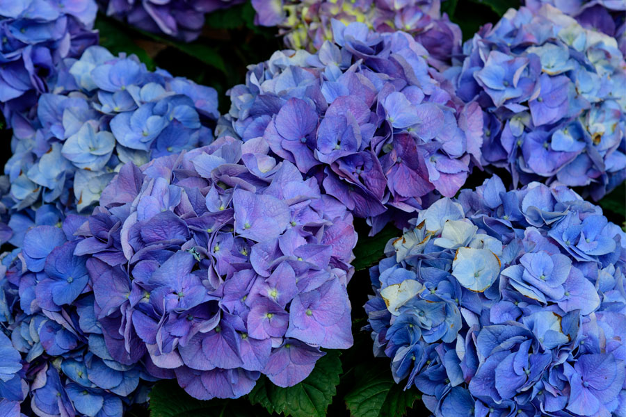 Hydrangea