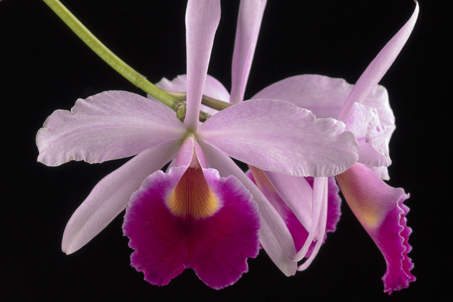 Orchid