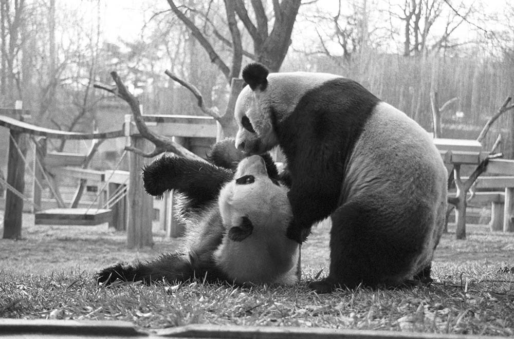 Smithsonian's National Zoo and Conservation Biology Institute's giant pandas