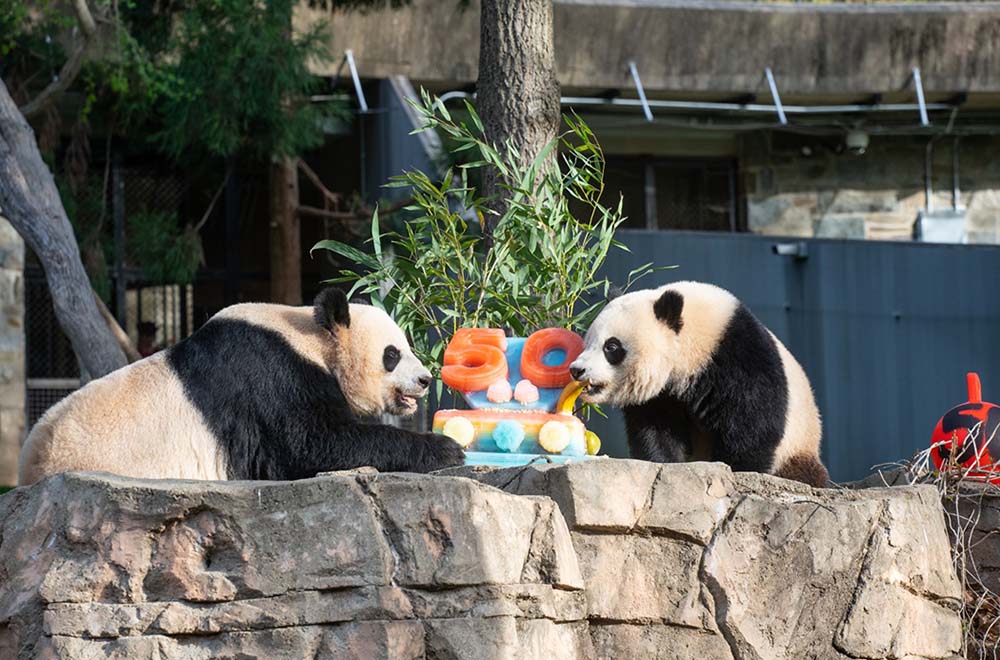 Smithsonian's National Zoo and Conservation Biology Institute's giant pandas
