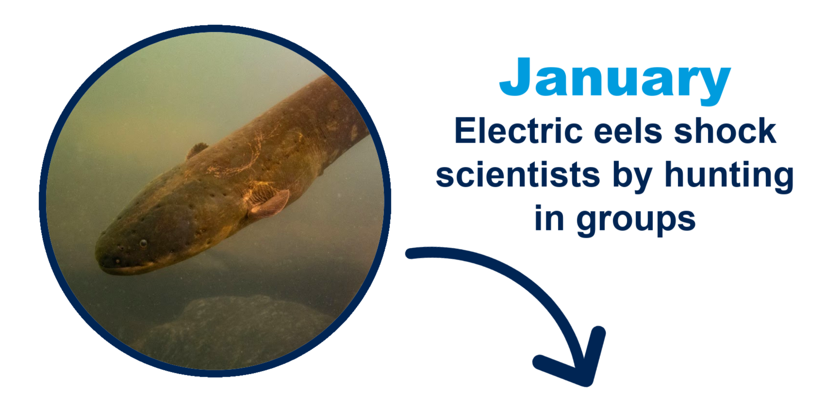 Electric eels shock scientists by hunting in groups