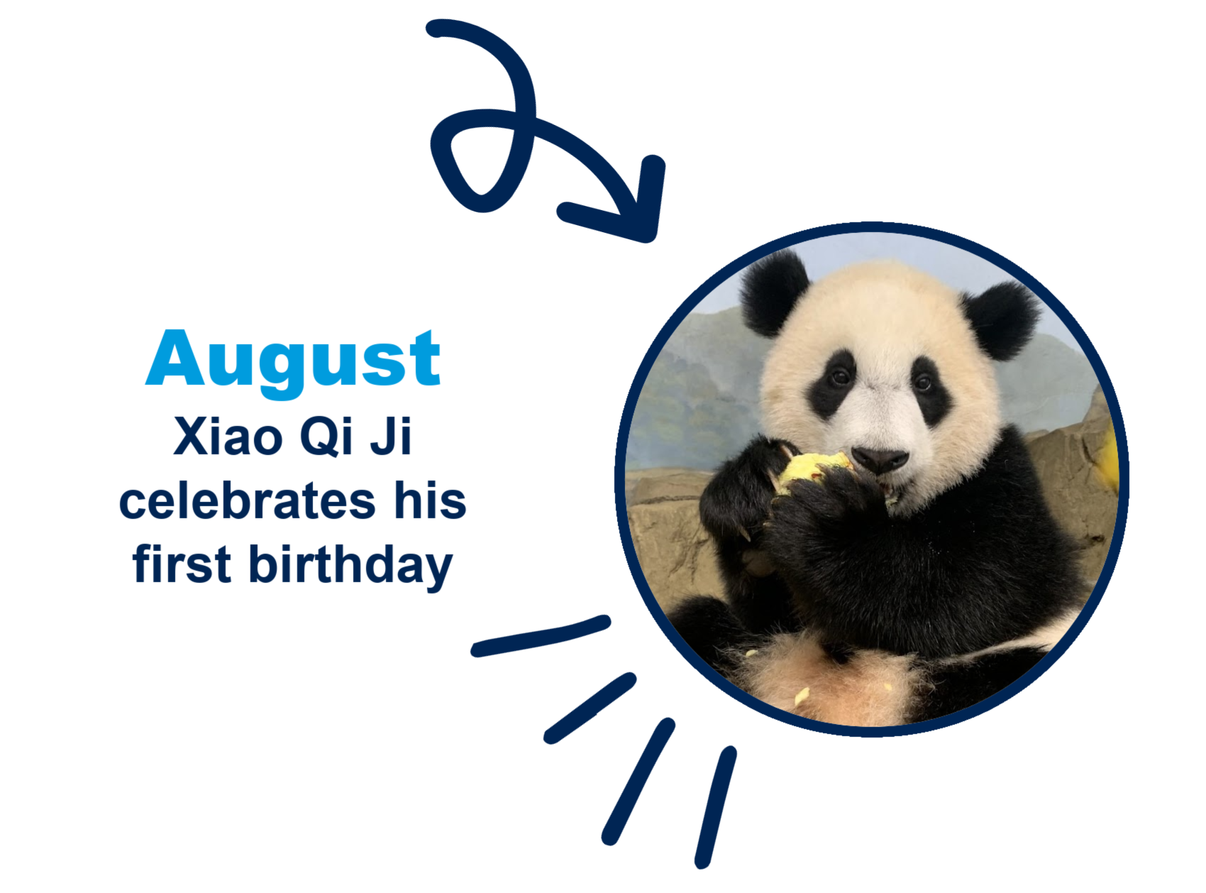 Giant panda Xiao Qi Ji celebrates first birthday