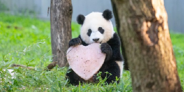 Panda with frozen heart cake